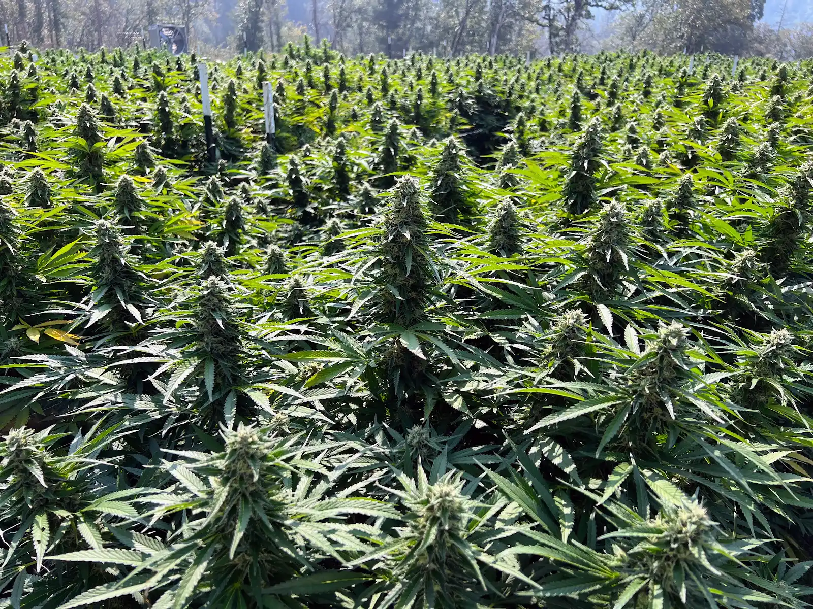 Mature plants growing densely in the garden